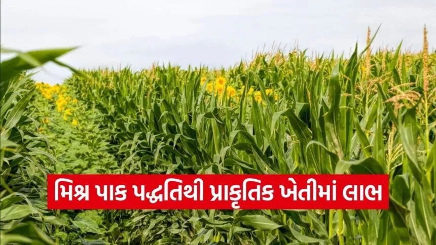 Natural Farming Mixed Cropping System Gujarat 1