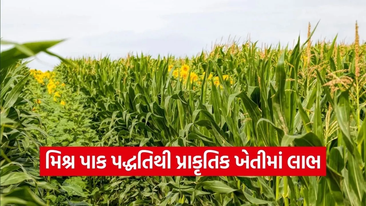 Natural Farming Mixed Cropping System Gujarat 1.jpg