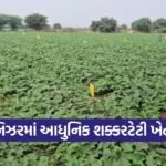 Nizar Sugar Melon Scientific Farming