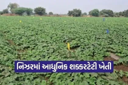 Nizar Sugar Melon Scientific Farming