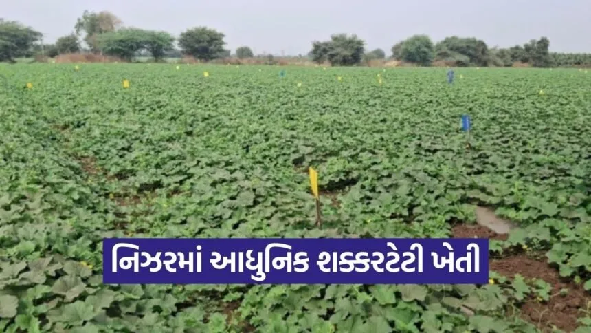 Nizar Sugar Melon Scientific Farming