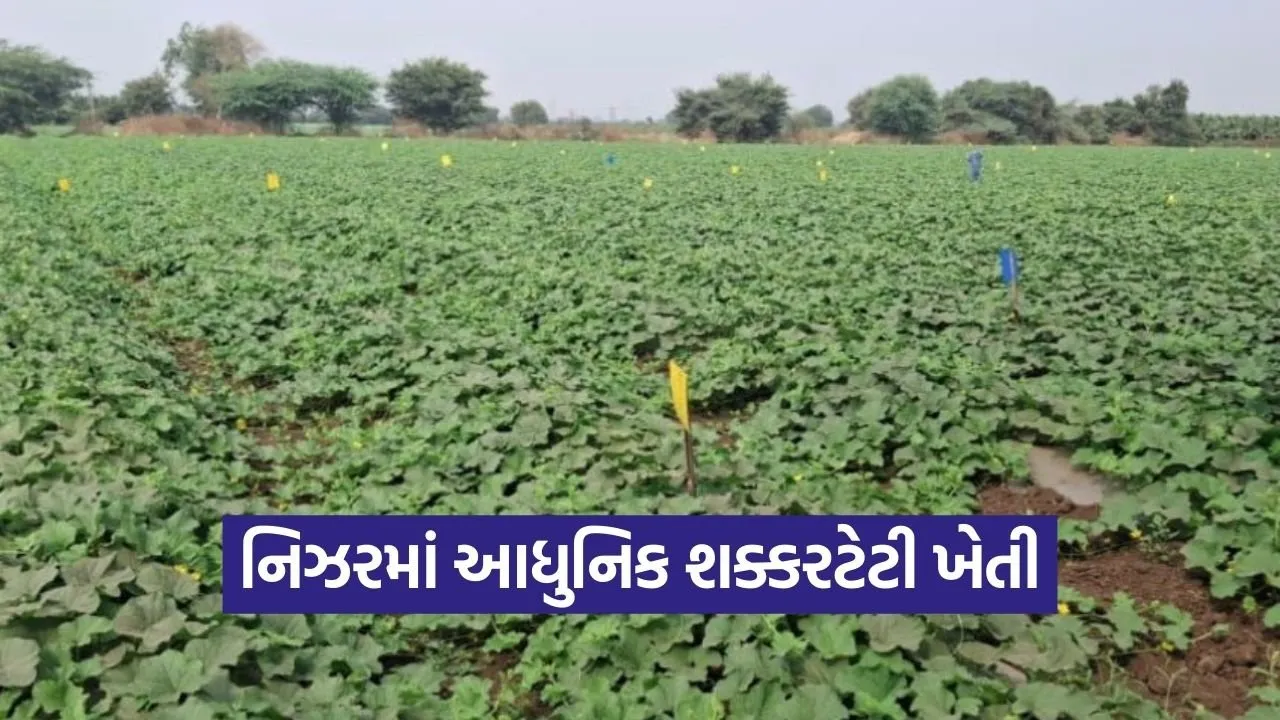 Nizar Sugar Melon Scientific Farming.jpg