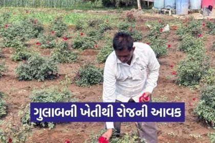 vadodara farmer rose cultivation success 1