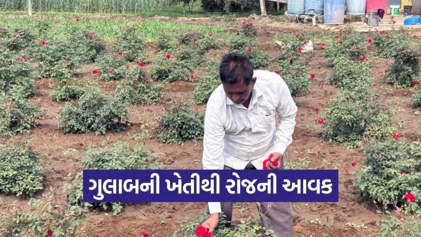 vadodara farmer rose cultivation success 1