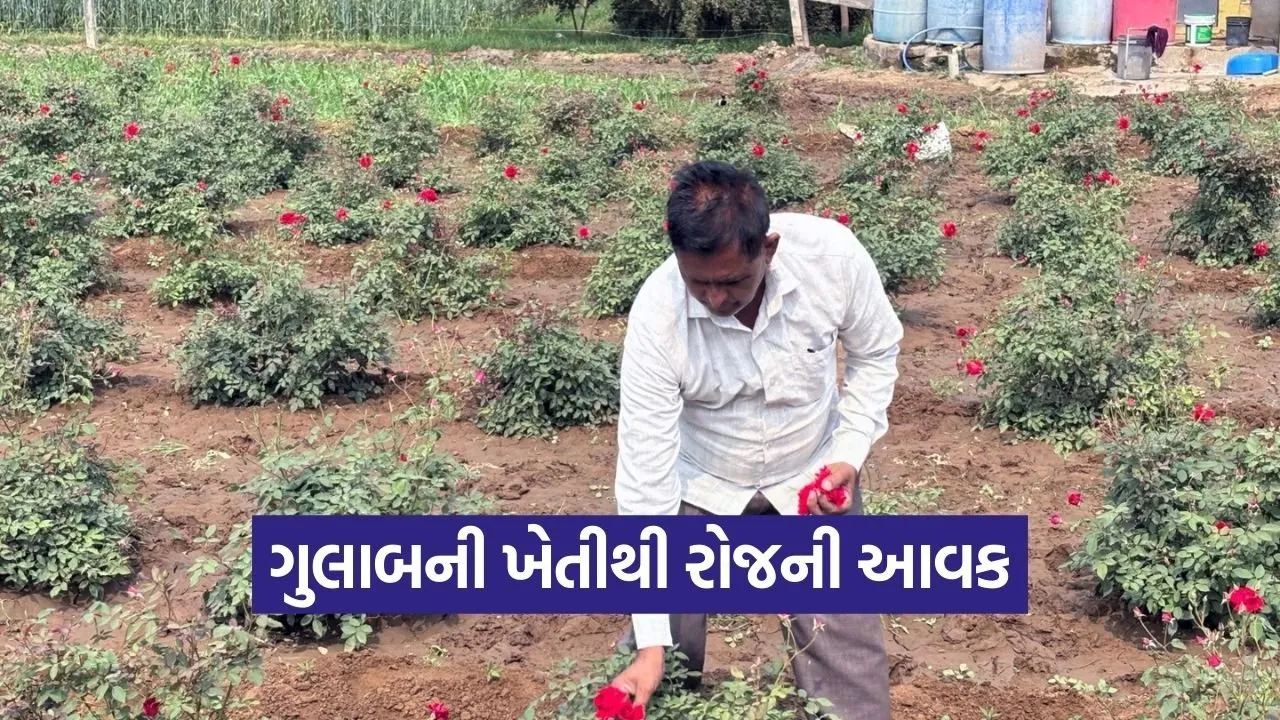 vadodara farmer rose cultivation success 1.jpg