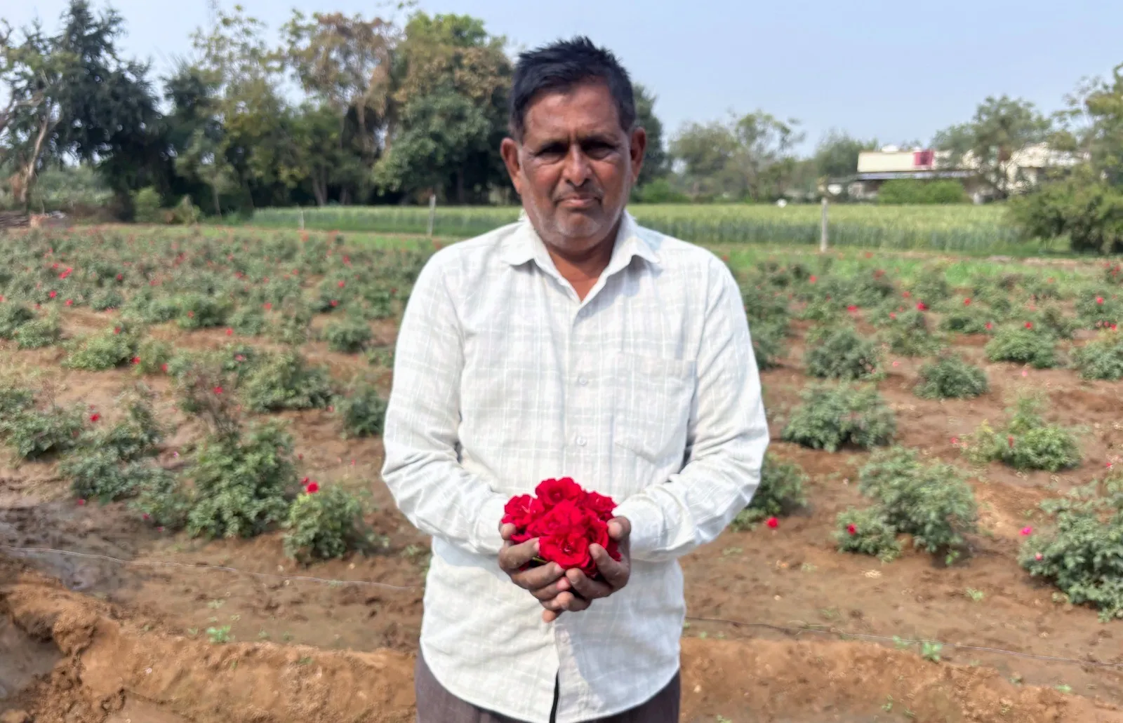 વડોદરા જિલ્લાના ધોળકા ગામના પ્રગતિશીલ ખેડૂત વિનુભાઇ ચૌહાણે ગુલાબની ખેતીથી રોજિંદી આવક અને સમય બચતનું ઉત્તમ મોડલ ઉભું કર્યું 3 vadodara farmer rose cultivation success 2.png