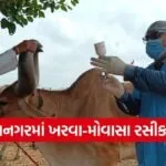 jamnagar foot and mouth disease vaccination