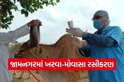 jamnagar foot and mouth disease vaccination