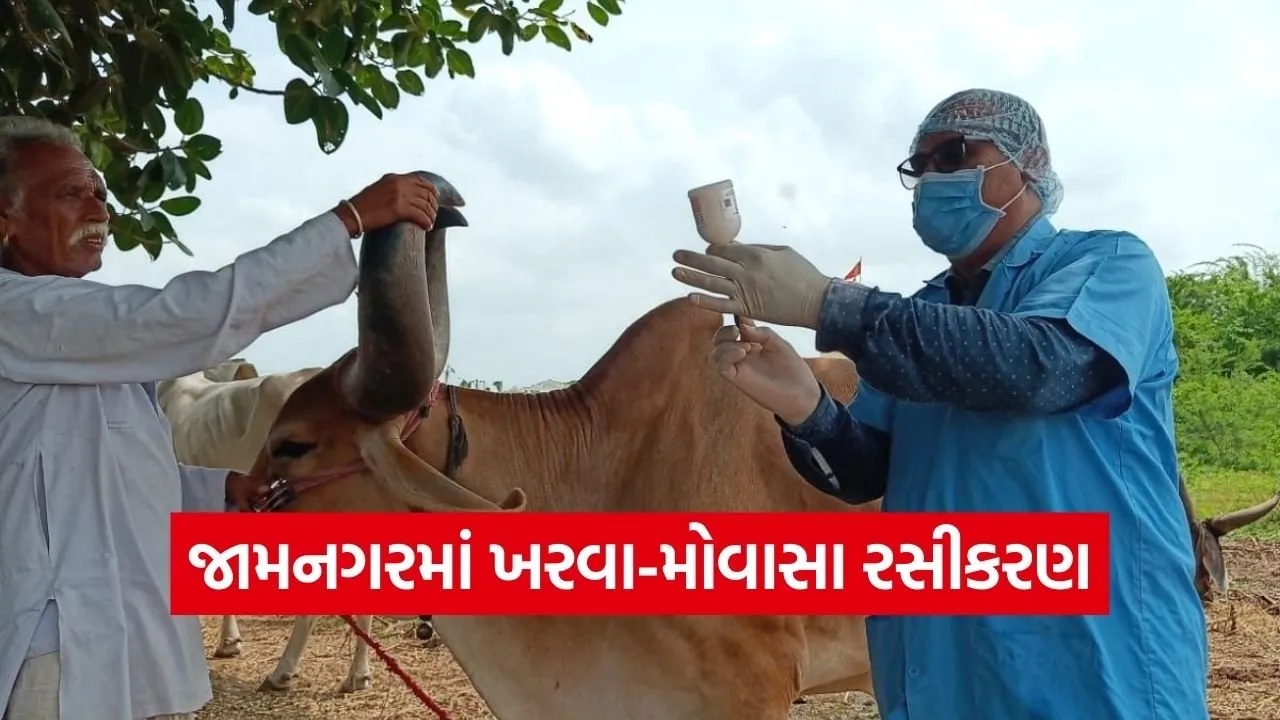 jamnagar foot and mouth disease vaccination.jpg