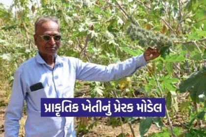 Vadodara Natural Farming Success Story 2026 1
