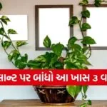 Money Plant
