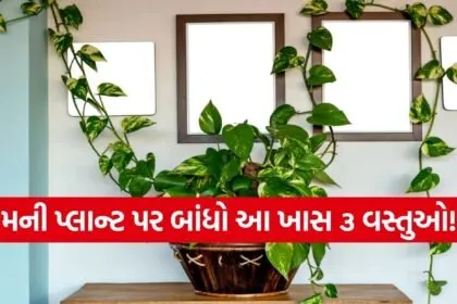 Money Plant