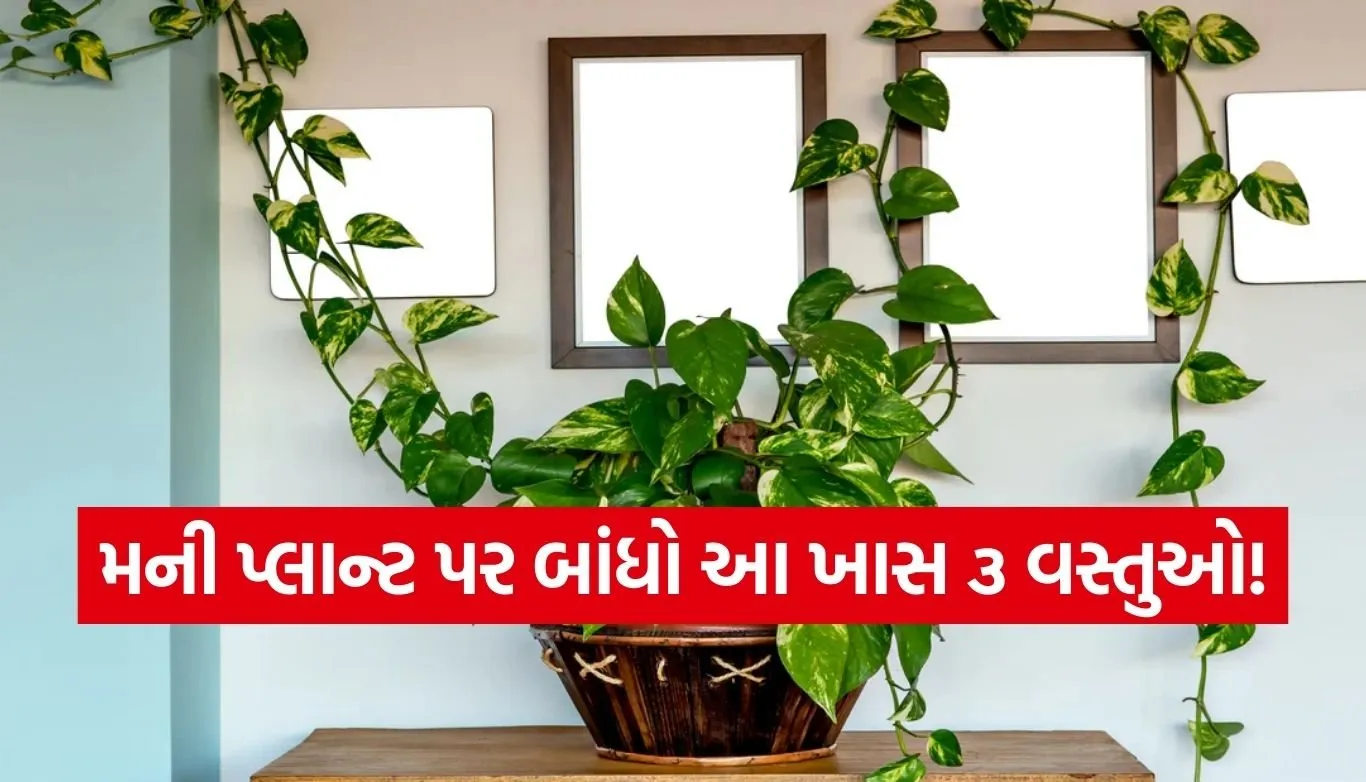 Money Plant