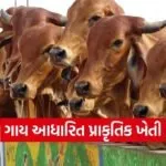 Cow Based Natural Farming Health Benefits 2026 1