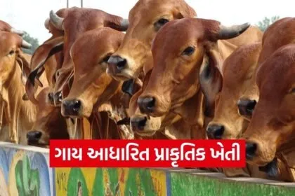 Cow Based Natural Farming Health Benefits 2026 1