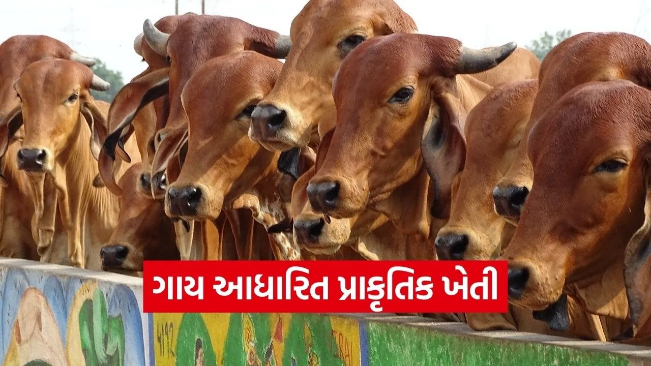 Cow Based Natural Farming Health Benefits 2026 1.jpg