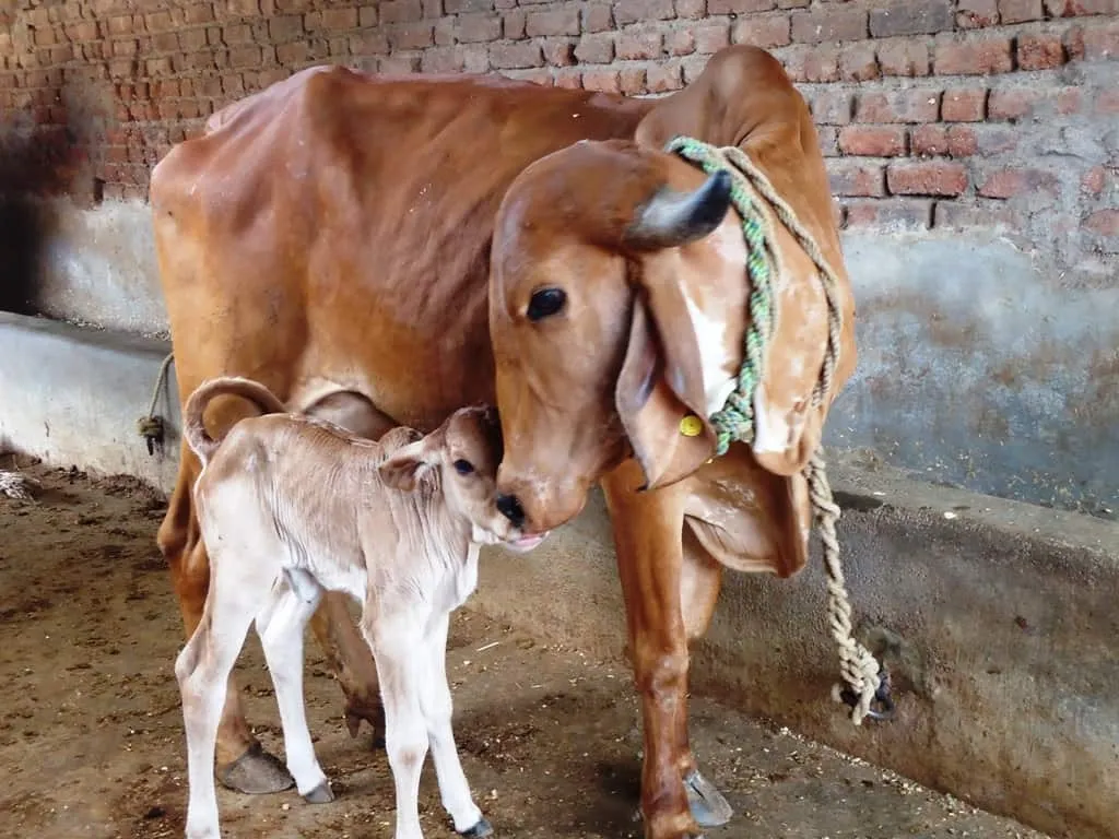 દેશી ગાયના છાણ અને ગૌમૂત્રથી આત્મનિર્ભર ખેતી, નાના અને મધ્યમ ખેડૂતો માટે આશીર્વાદરૂપ પદ્ધતિ 3 Cow Based Natural Farming Health Benefits 2026 2.png