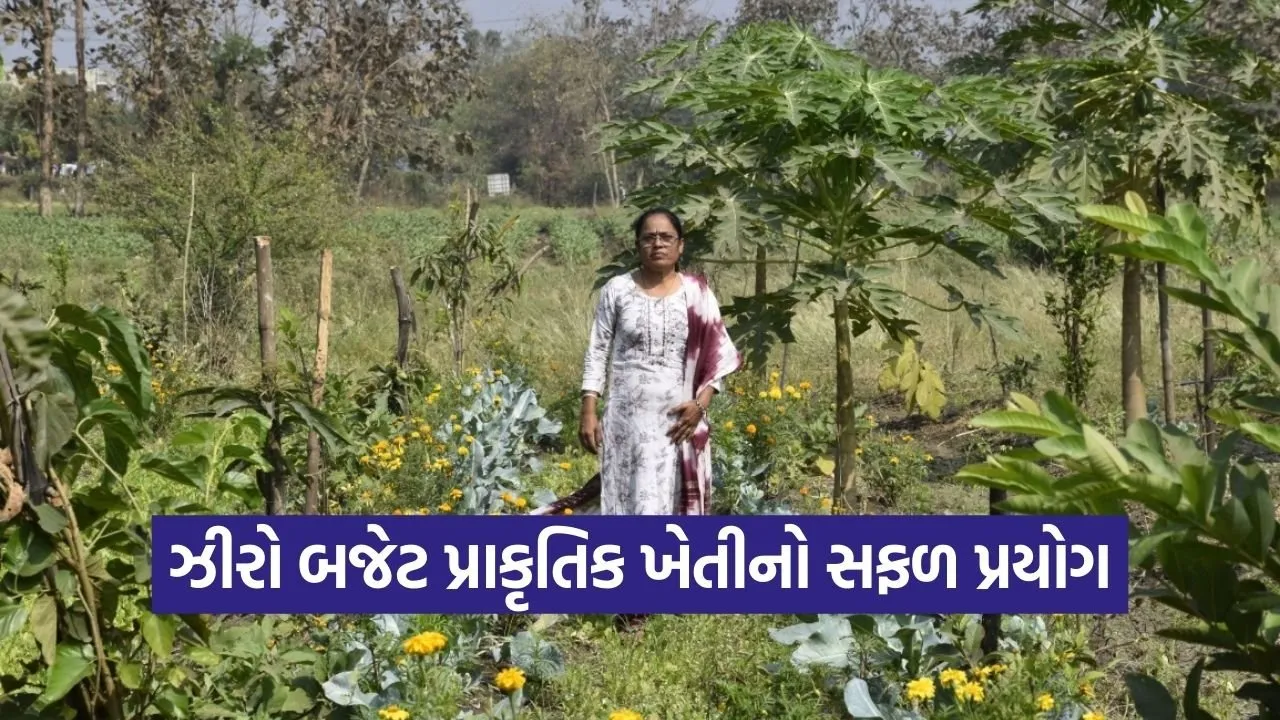 Bhavanaben Patel Jungle Model Natural Farming Bardoli 1.jpg