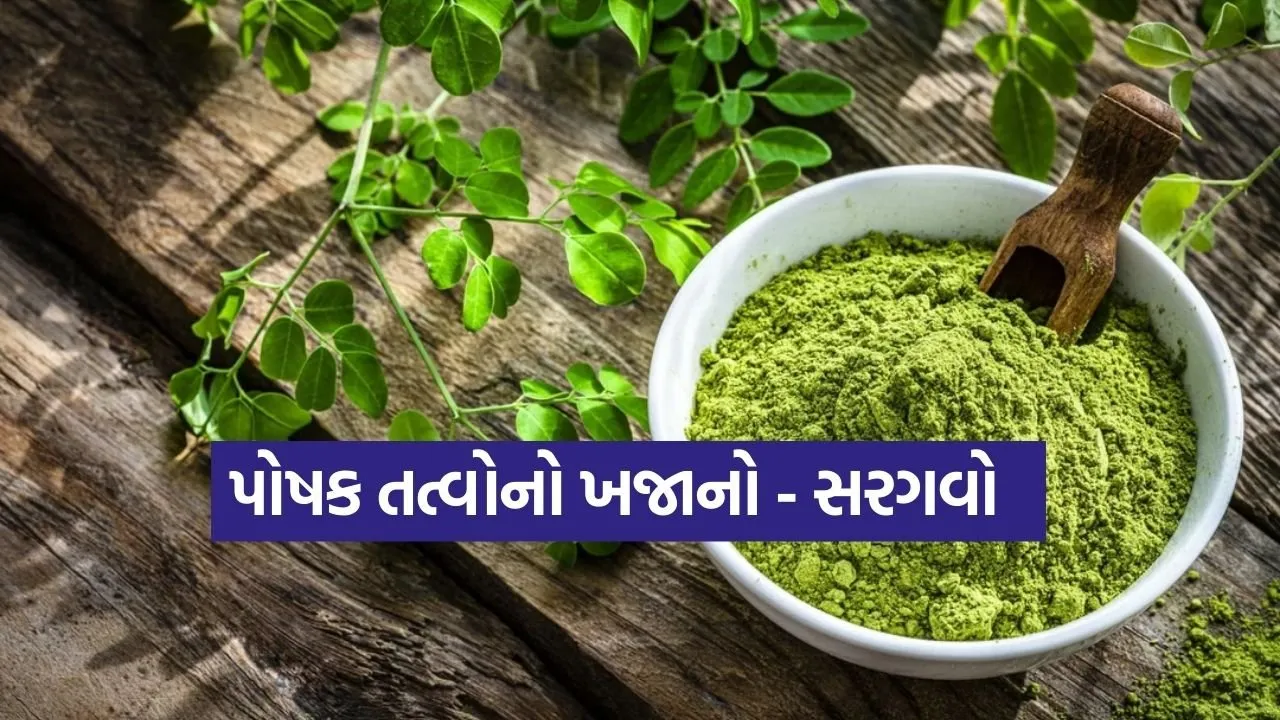 Moringa 2702.jpg