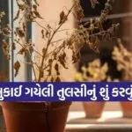 Tulsi plant Vastu tips