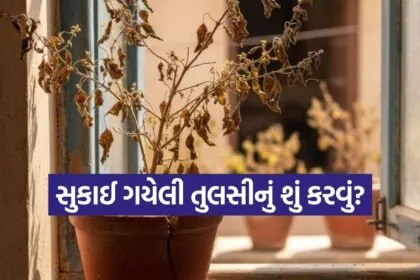 Tulsi plant Vastu tips