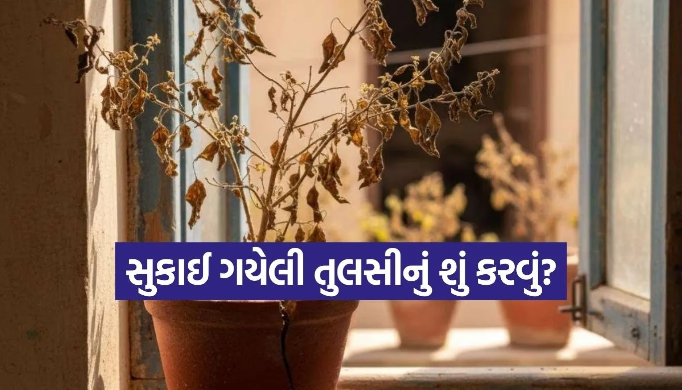 Tulsi plant Vastu tips
