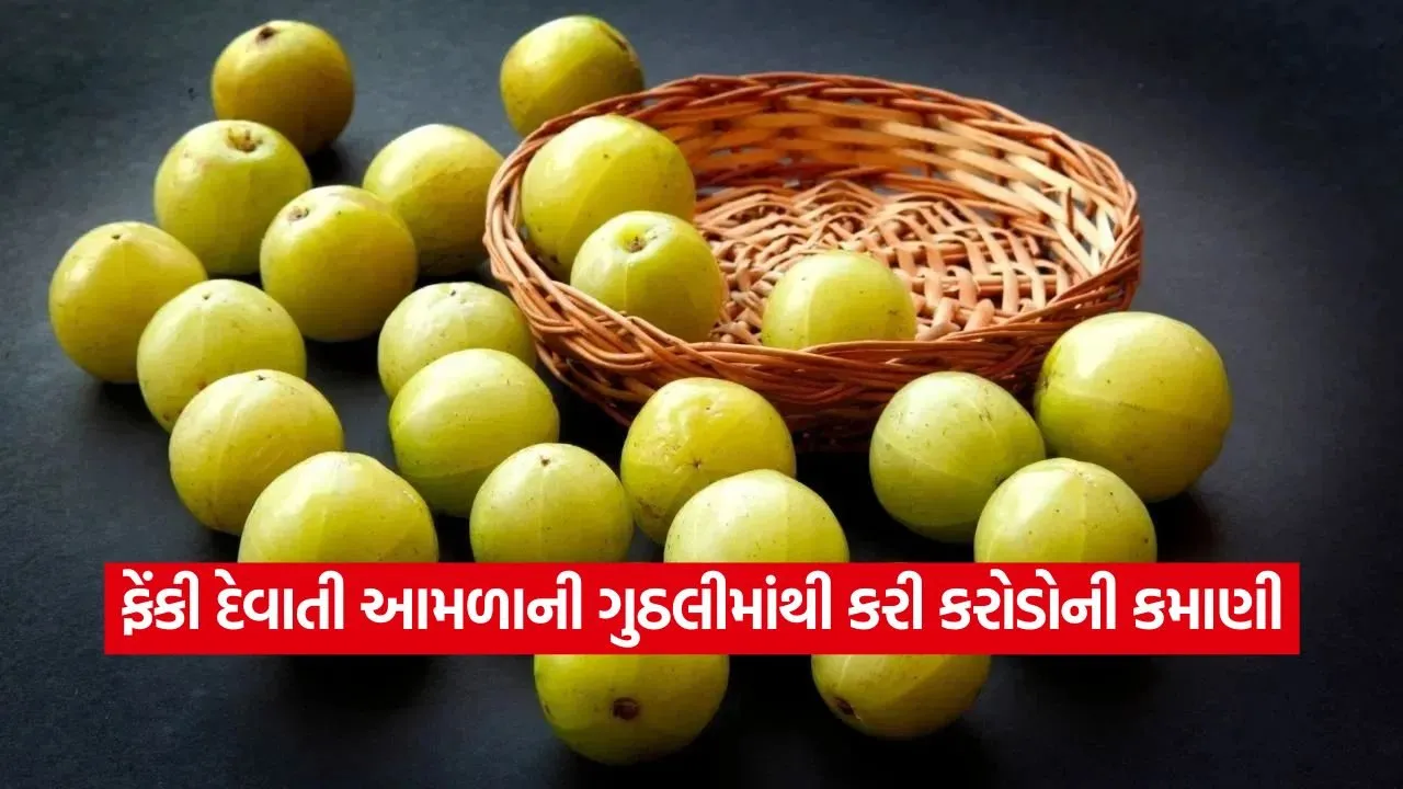 amla23.jpg
