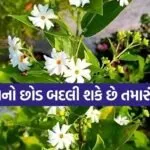 Parijat plant benefits