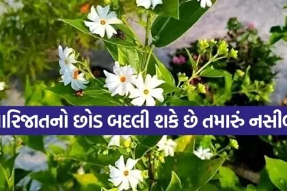 Parijat plant benefits
