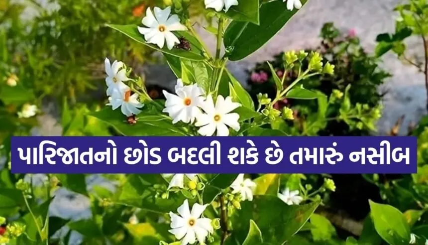 Parijat plant benefits