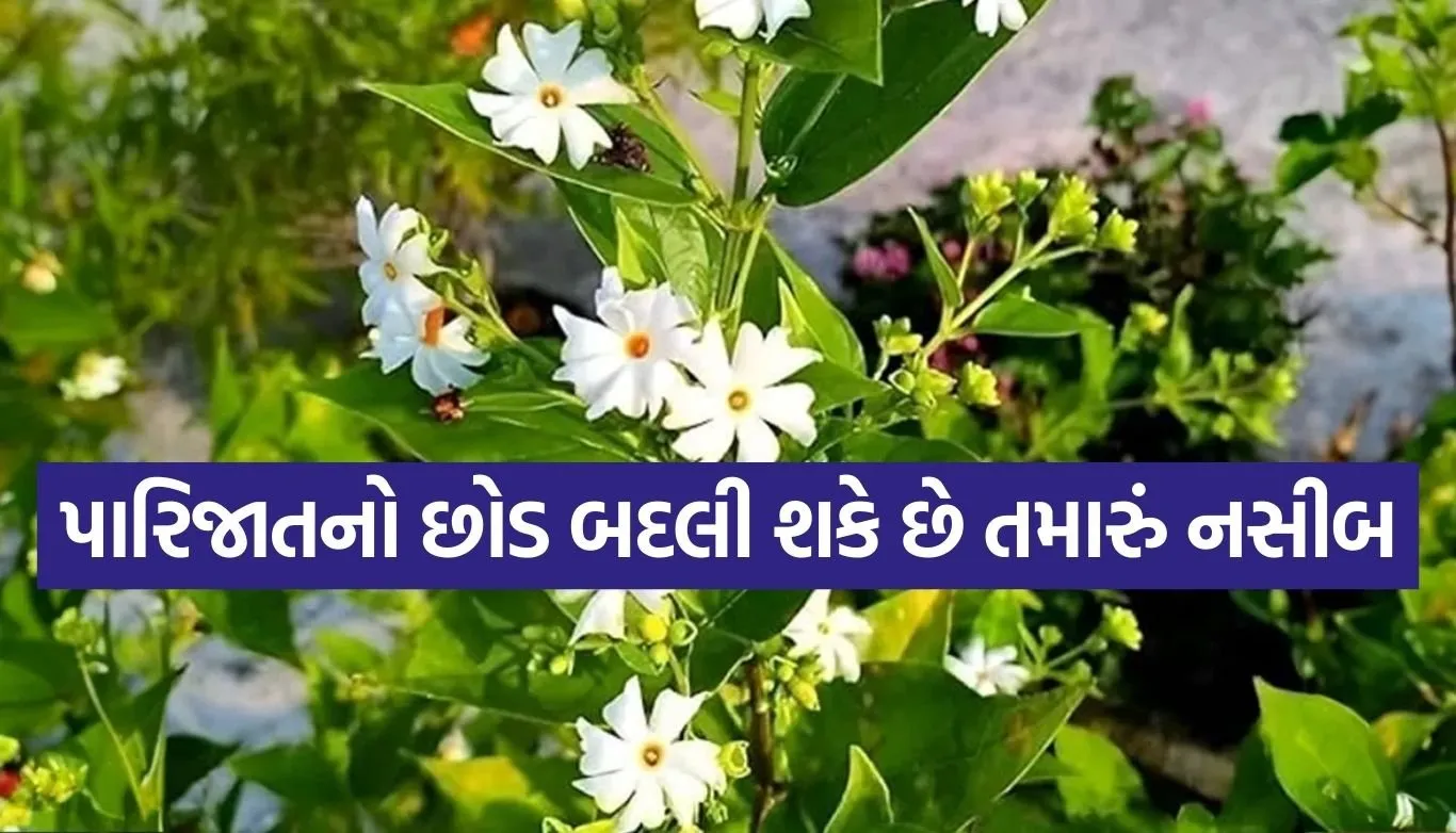 Parijat plant benefits