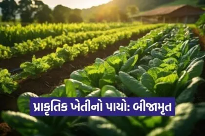 natural farming Beejamrut Method 1