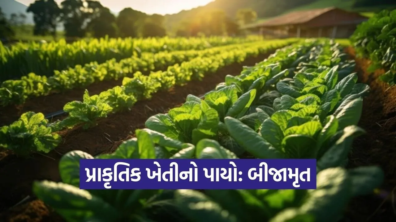 natural farming Beejamrut Method 1.jpg
