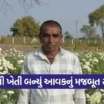 Aravalli White Chrysanthemum Farming Success