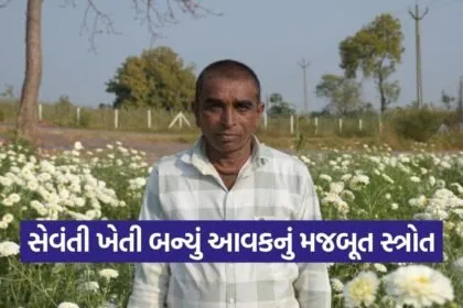 Aravalli White Chrysanthemum Farming Success