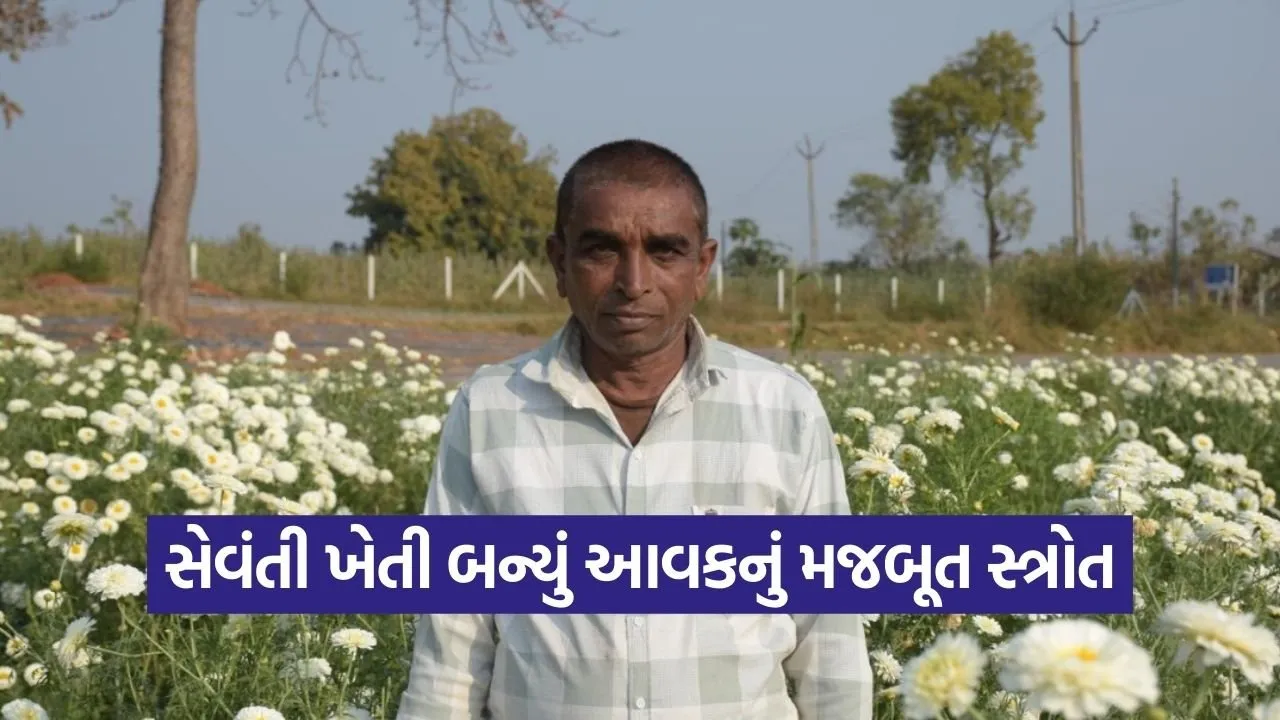 Aravalli White Chrysanthemum Farming Success.jpg
