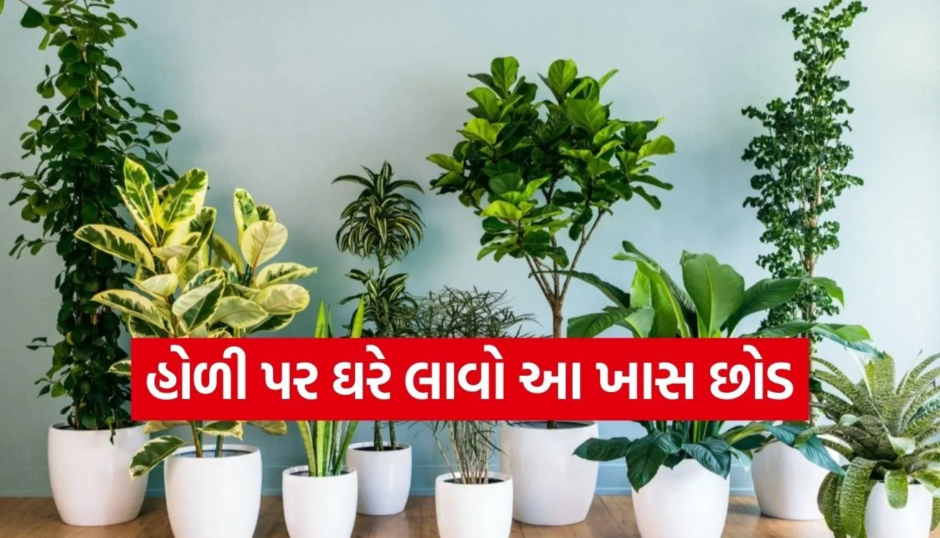 Holi 2026 Vastu Tips