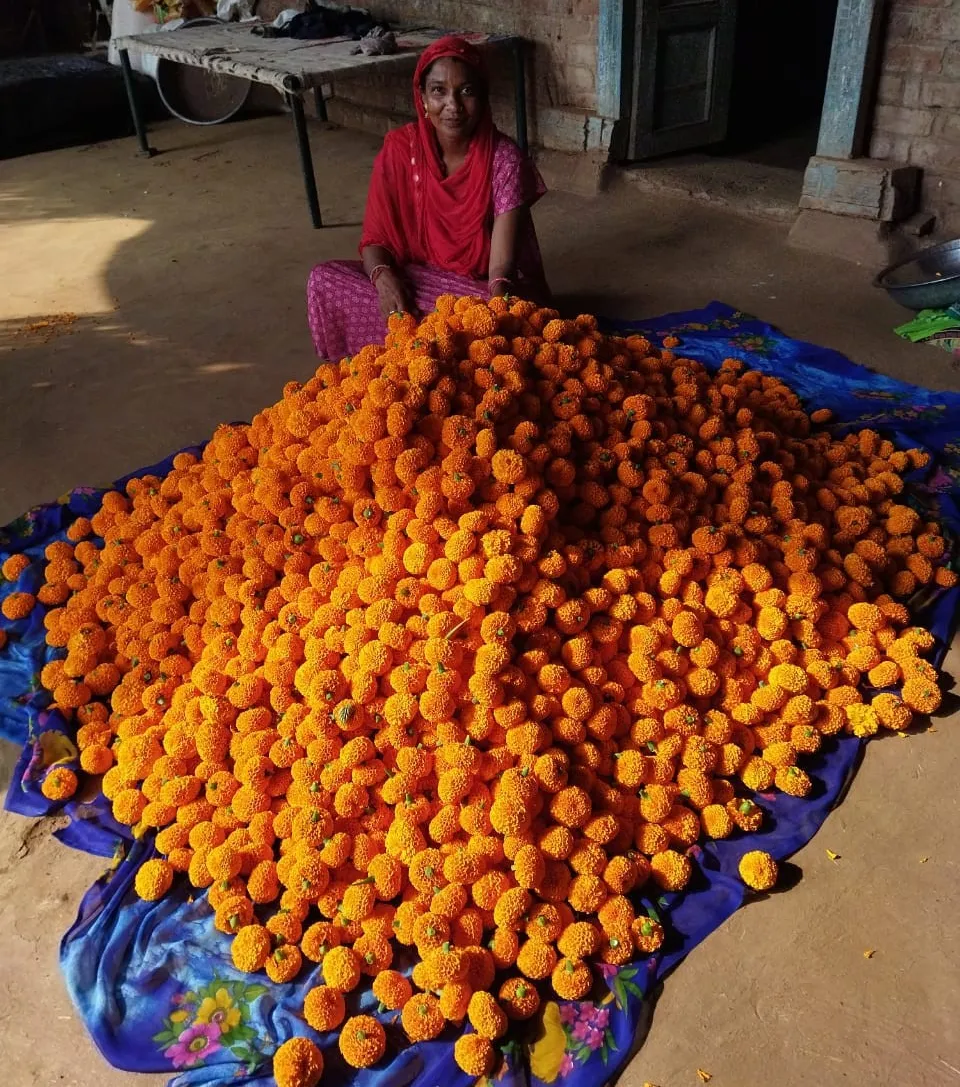 મોરવા(હ) તાલુકાના માતરીયા ગામની શાંતાબેન બારિયાએ મિશન મંગલમથી ફુલવાડી ઉગાડી સંઘર્ષમય જીવનને આત્મનિર્ભરતામાં ફેરવ્યું 2 Morva Matariya Shantaben Bariya Mission Mangalam Floriculture Success 2026.png