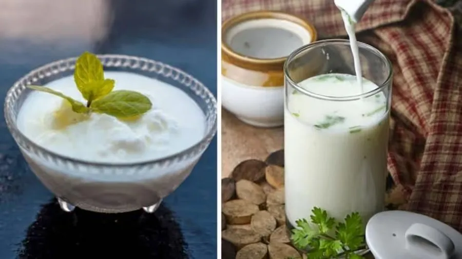 દહીં vs છાસ: પાચન અને ગટ હેલ્થ માટે બંનેમાંથી સૌથી વધુ ફાયદાકારક શું? 2 chash1.jpg