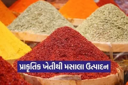 natural spices farming profit india 1