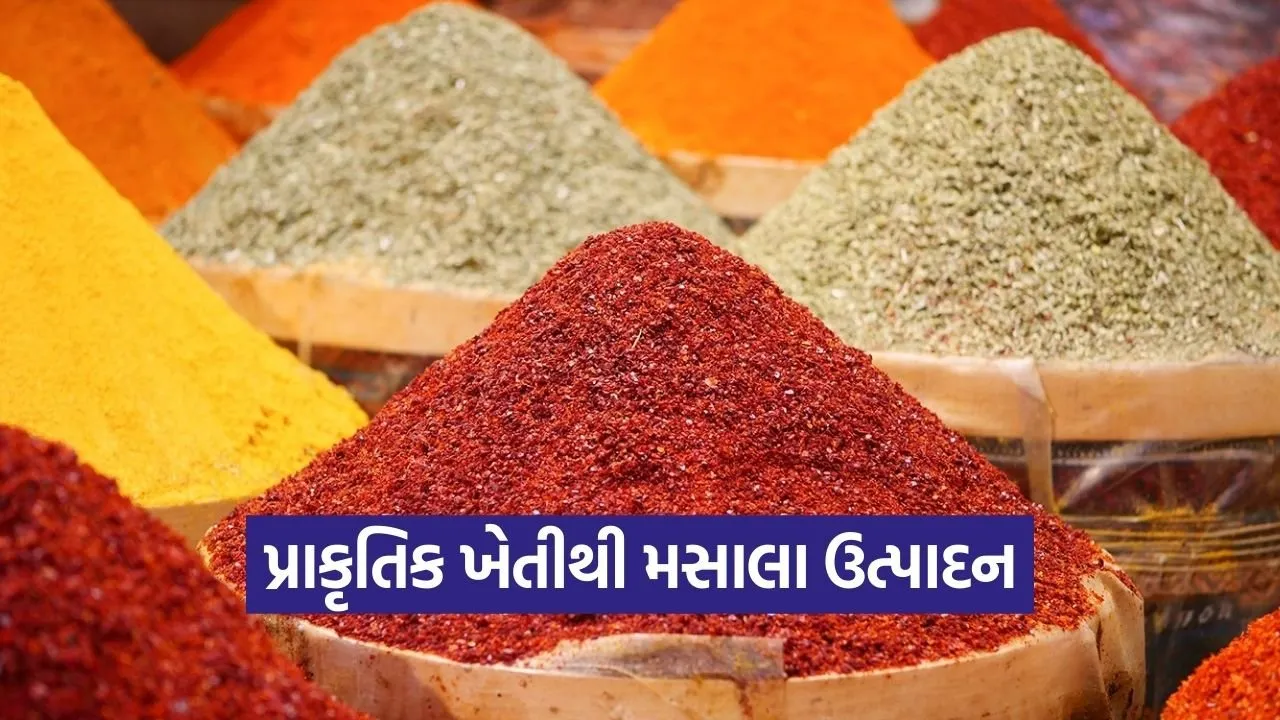 natural spices farming profit india 1.jpg