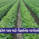 Dantiwada Agricultural University Summer Pulse Crop Pest Control Guide 1