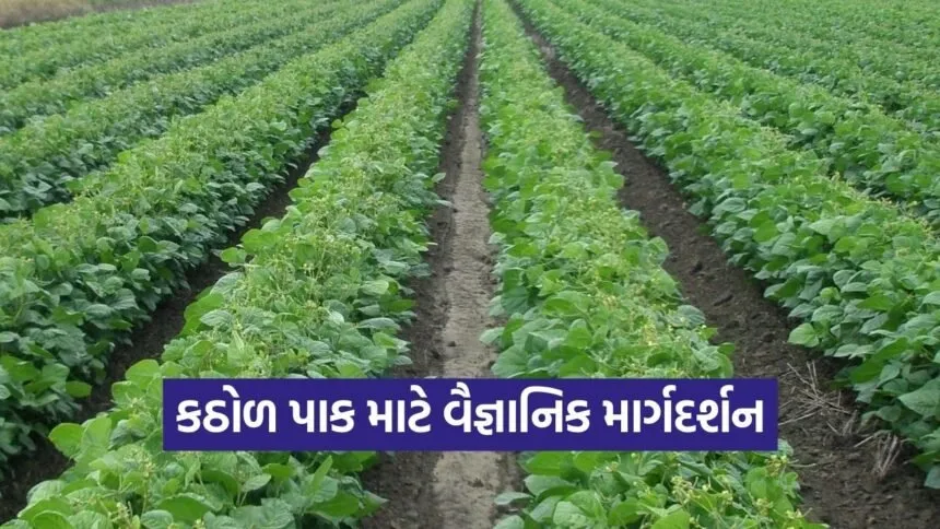 Dantiwada Agricultural University Summer Pulse Crop Pest Control Guide 1