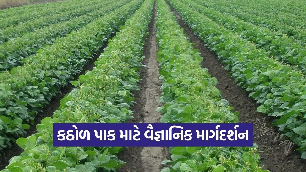 Dantiwada Agricultural University Summer Pulse Crop Pest Control Guide 1.jpg