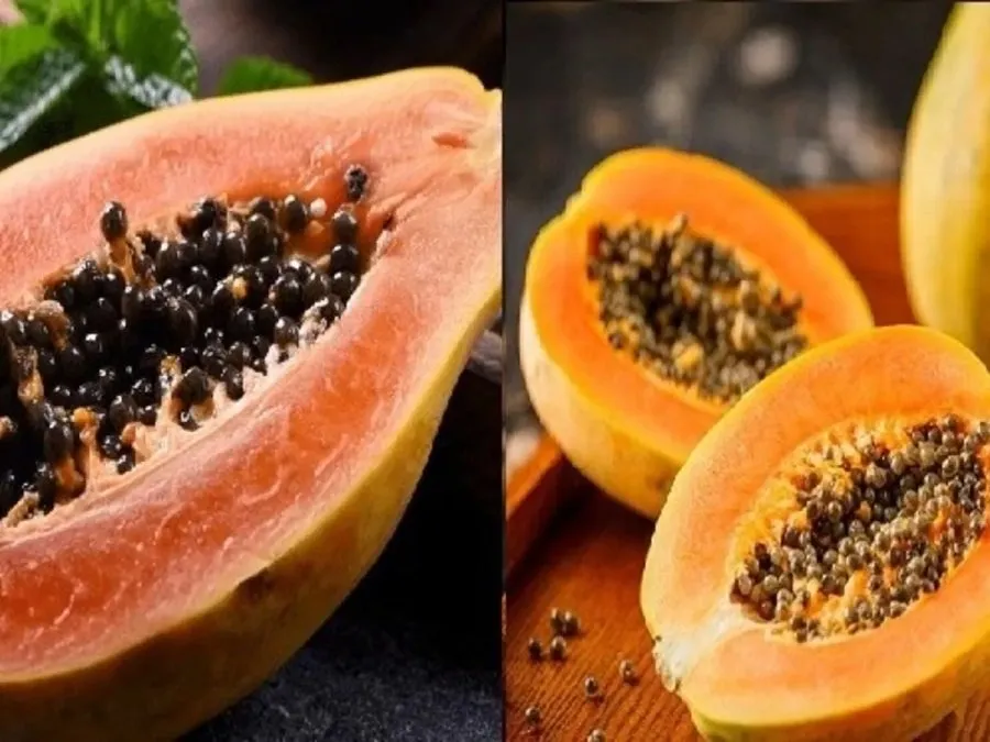 ગોળ કે લાંબુ? કયા આકારનું પપૈયું હોય છે સૌથી મીઠું? ખરીદતા પહેલા જાણી લો આ ખાસ ટિપ્સ 2 papya.jpg