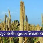 summer bajra pest disease management porbandar agriculture advisory 1