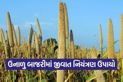 summer bajra pest disease management porbandar agriculture advisory 1
