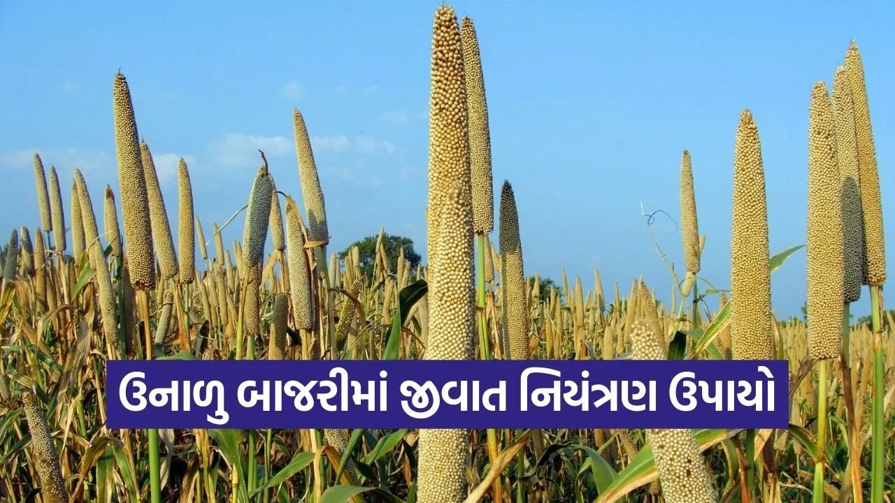 summer bajra pest disease management porbandar agriculture advisory 1.jpg