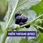 dharmishtha 1 2026 03 09T153747.161