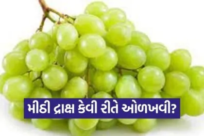 dharmishtha 1 2026 03 10T172601.215